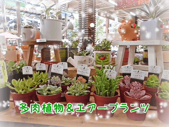 かわいい多肉植物とガーデン雑貨でお家やデスクにオアシスを - ハンズマン